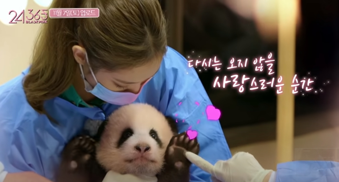 BLACKPINK成員在節目中帶妝接近熊貓寶寶，惹怒中國網友。（翻攝BLACKPINK Youtube）