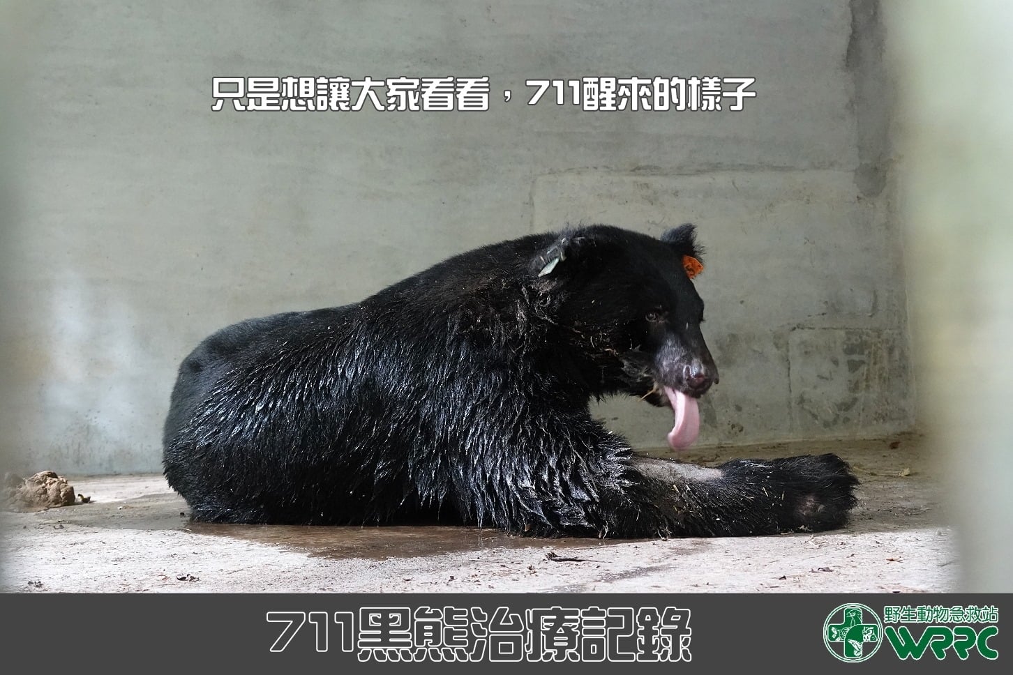 小7麻醉後剛甦醒的模樣。（翻攝自野生動物急救站臉書）