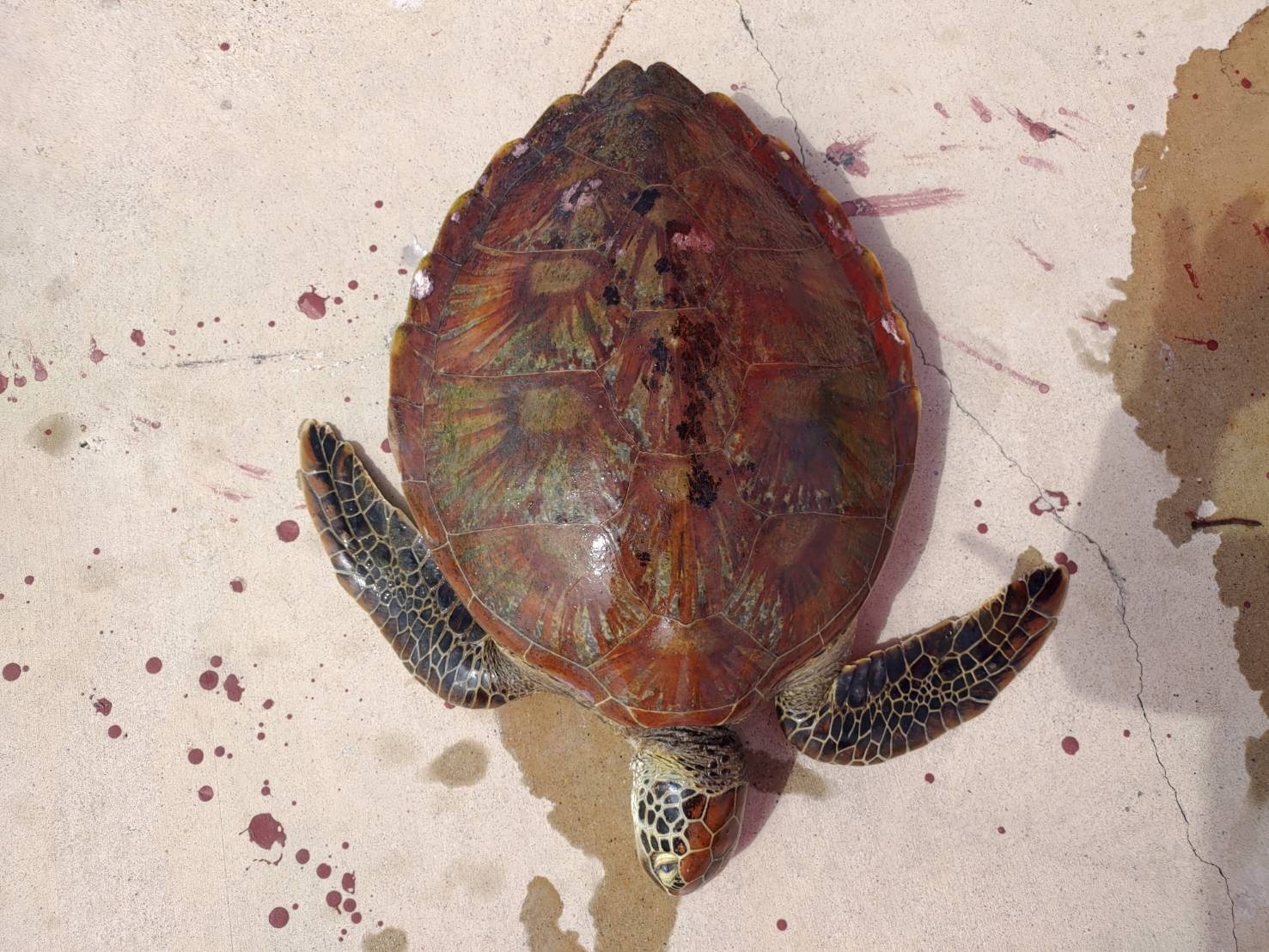 澎湖昨發現綠蠵龜陳屍海邊，但因龜身已嚴重腐爛，無法判定死因，因此就地掩埋。（翻攝畫面）