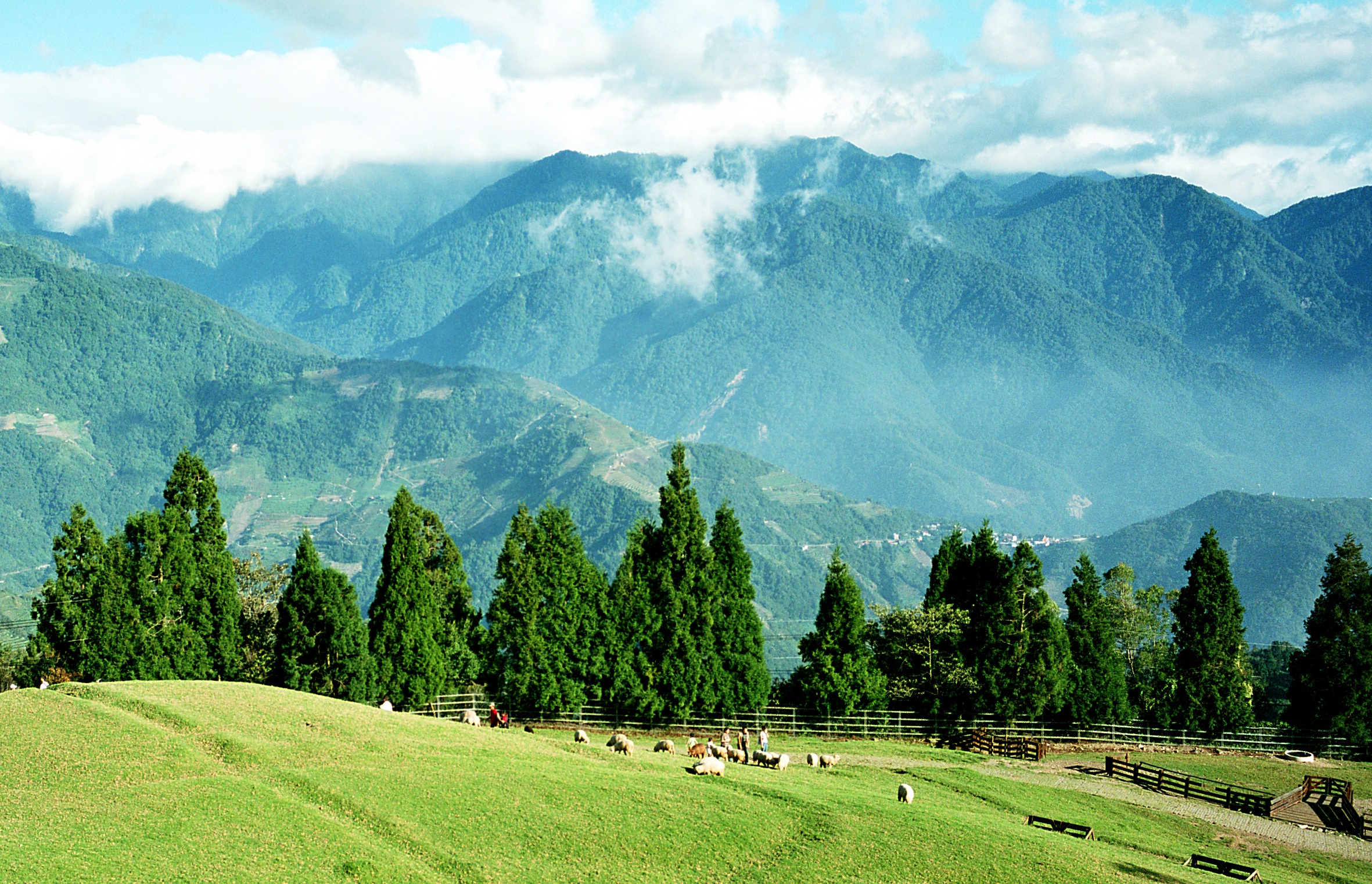 男子在通訊軟體中留言「趕羚羊」挨告，雖辯稱是真的想約對方去清境農場，但法官並未採信。示意圖。（攝影師：Sora Shimazaki，Pexels提供）