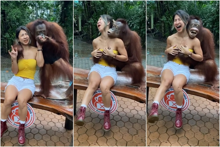 一名泰國網紅被紅毛猩猩襲胸「吃豆腐」，讓她嚇到直呼：「Oh！My god！」（翻攝IG：oummy_thebootymaker）