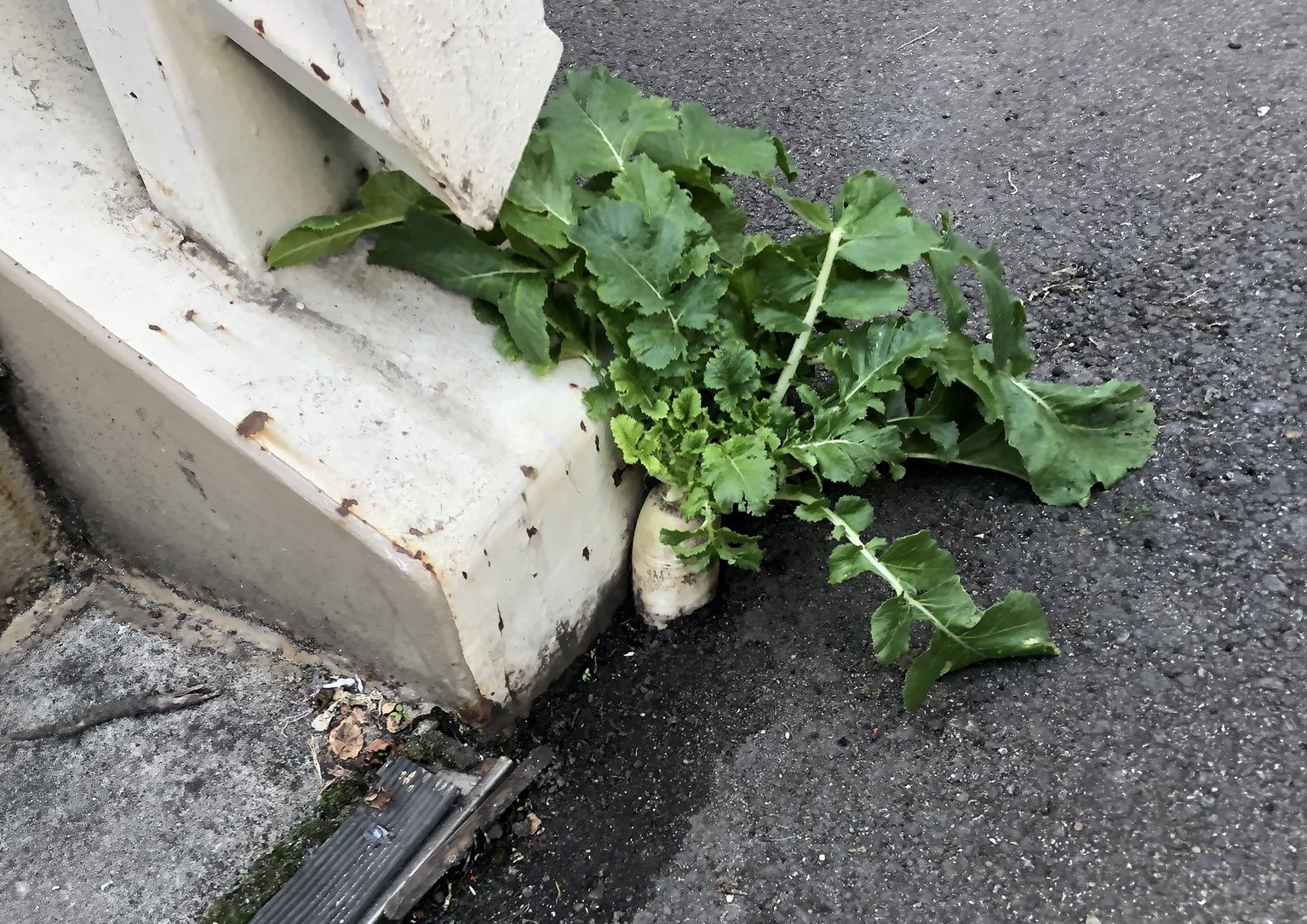 大阪日前一座天橋邊的柏油路上長出一條「頑強蘿蔔」成為爆紅景點。（翻攝自推特@Suave_saki）