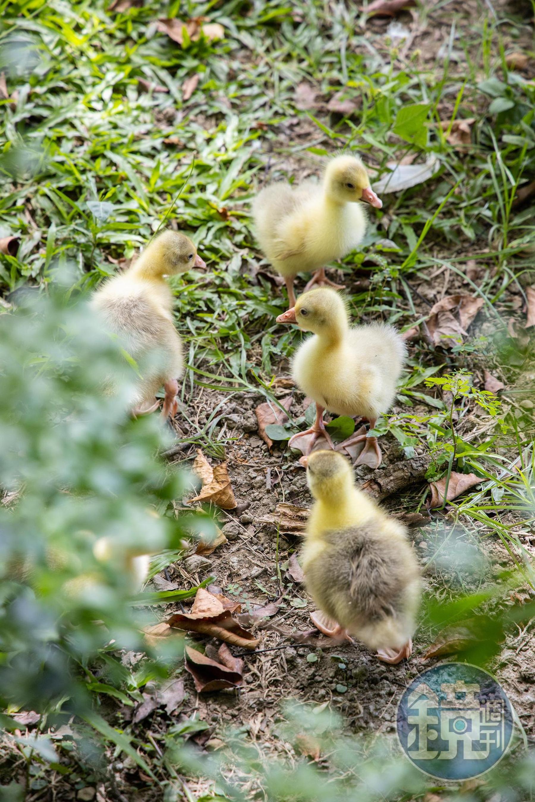 新竹公園麗池湖畔，時常能看見小鴨、小鵝出沒於池岸邊。 