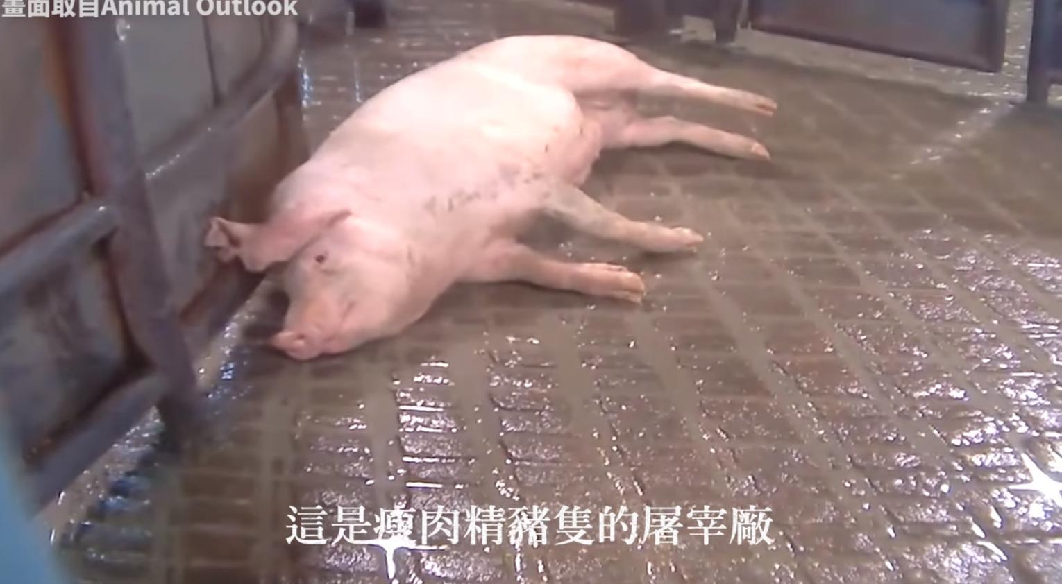 國民黨在影片中宣稱豬隻顫抖是因為被餵食了萊克多巴胺,但提供影片的動保團體否認這一說法。(翻攝自中國國民黨臉書)