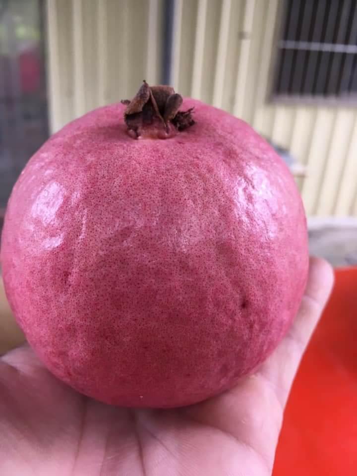 來自夏威夷的「紅皮紅芭樂」營養價值超越傳統紅心芭樂。(翻攝畫面)