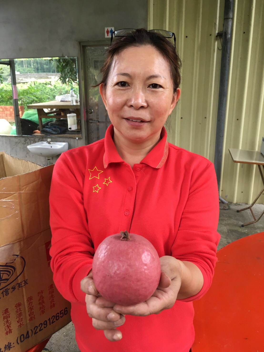 紅皮紅芭樂是「芭樂界」中的珍品，因為收成不易，每一顆都超過百元身價。（翻攝畫面）