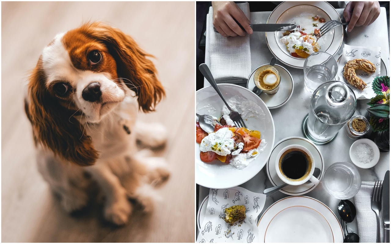 客人用寵物推車帶狗進餐廳，以為不吵不落地就沒事。（示意圖，Pexels）