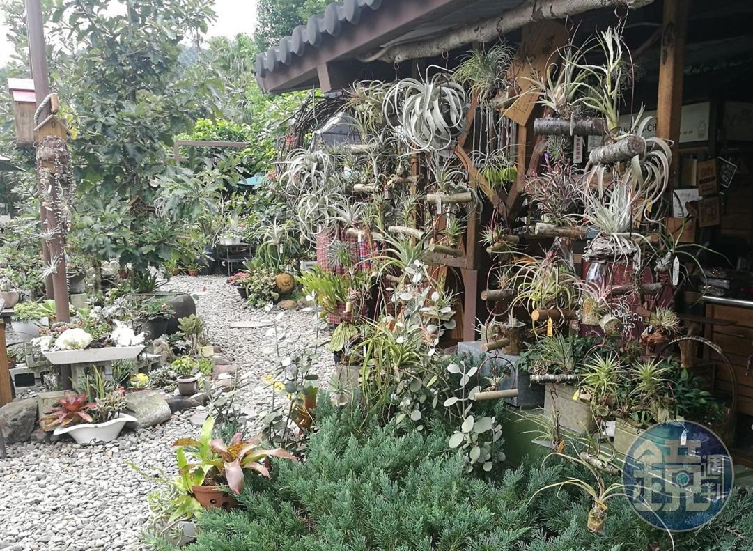 咖啡廳外頭掛滿一整面空氣鳳梨。