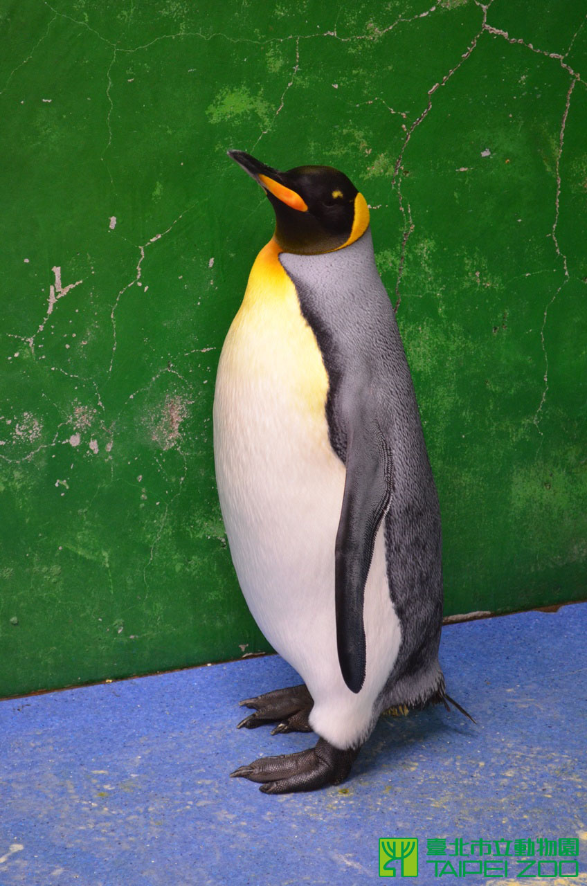 黑麻糬鼓著脖子表示發情。（翻攝自台北市立動物園官網）