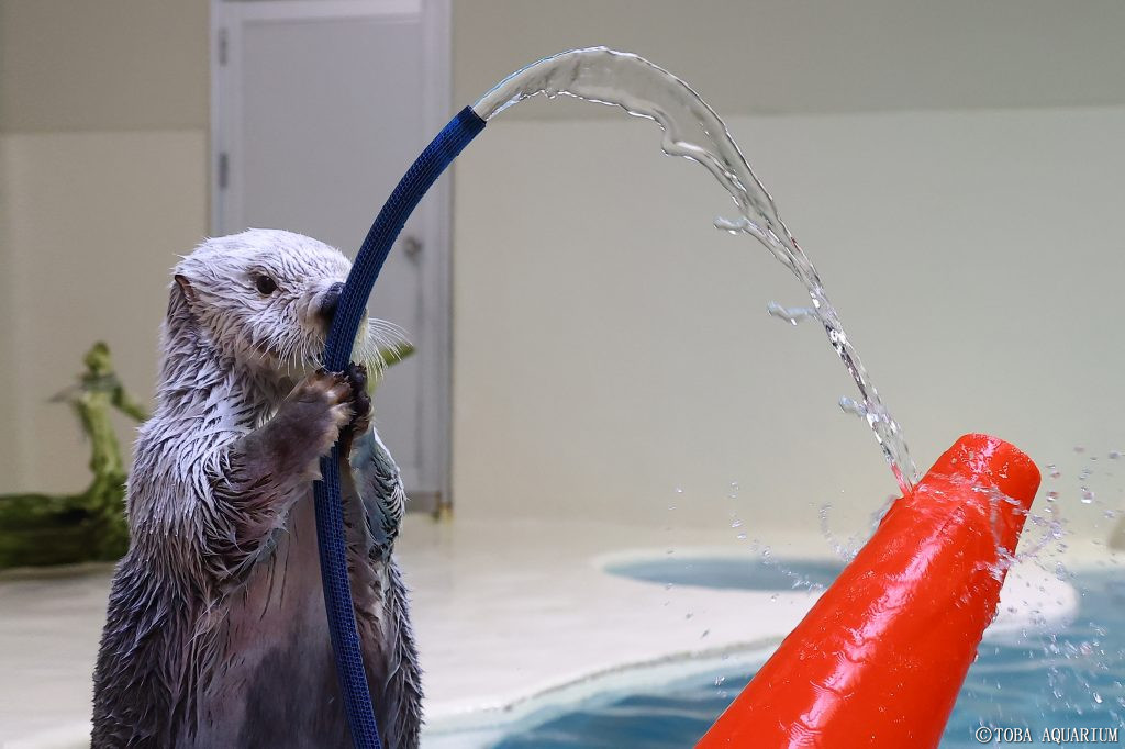 明星海獺「Ｍei（メイ）」擔任「1日消防隊長」，協助宣導防災意識。（翻攝自鳥羽水族館推特）
