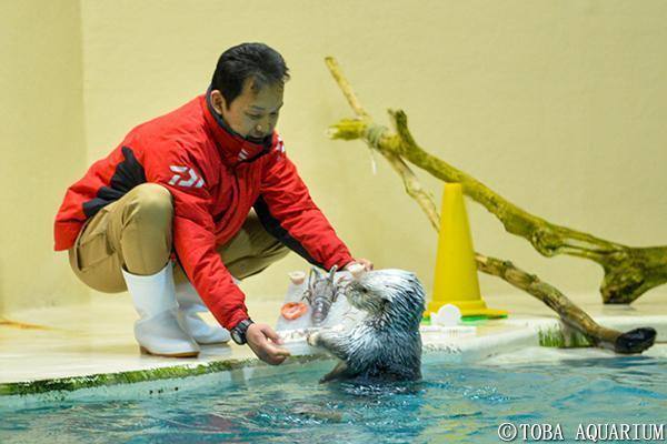 Mei在水池邊接受表揚。(翻攝自鳥羽水族館官網)