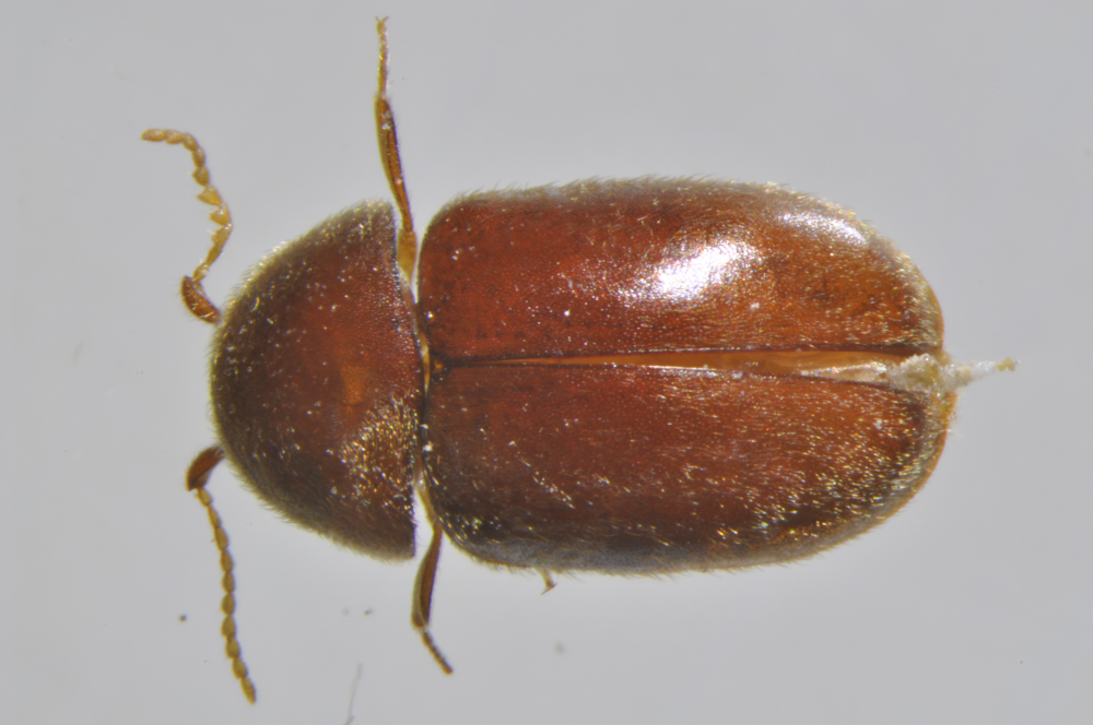 煙甲蟲是一種被認為起源於埃及，目前已遍及世界各地的儲藏物害蟲。（翻攝自農委會農業試驗所）