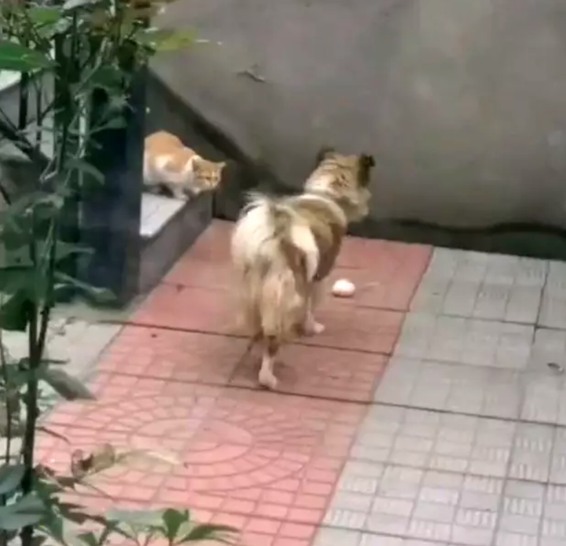 汪星人叼著自己心愛的肉包,放在流浪貓面前。(翻攝自澎湃新聞)