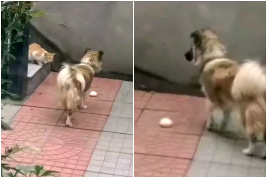 家犬將自己珍藏的肉包送給浪貓吃，讓主人相當感動。（翻攝自澎湃新聞）