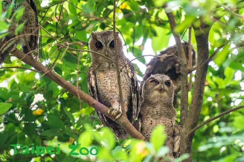 領角鴞外型可愛,為二級保育動物。示意圖,圖與本案無關。(翻攝自台北市立動物園官網)