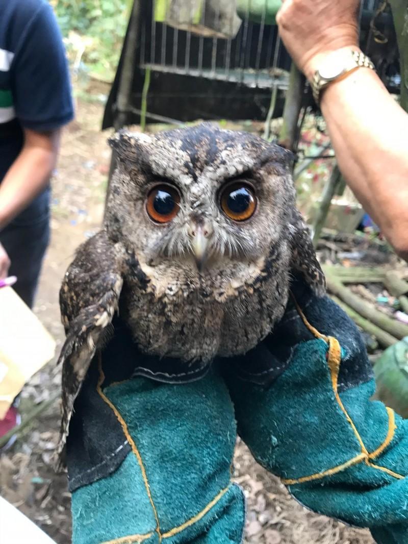 台南地檢署破獲保育類野生動物盜賣集團,圖為被救出的領角鴞。(台南地檢署提供)