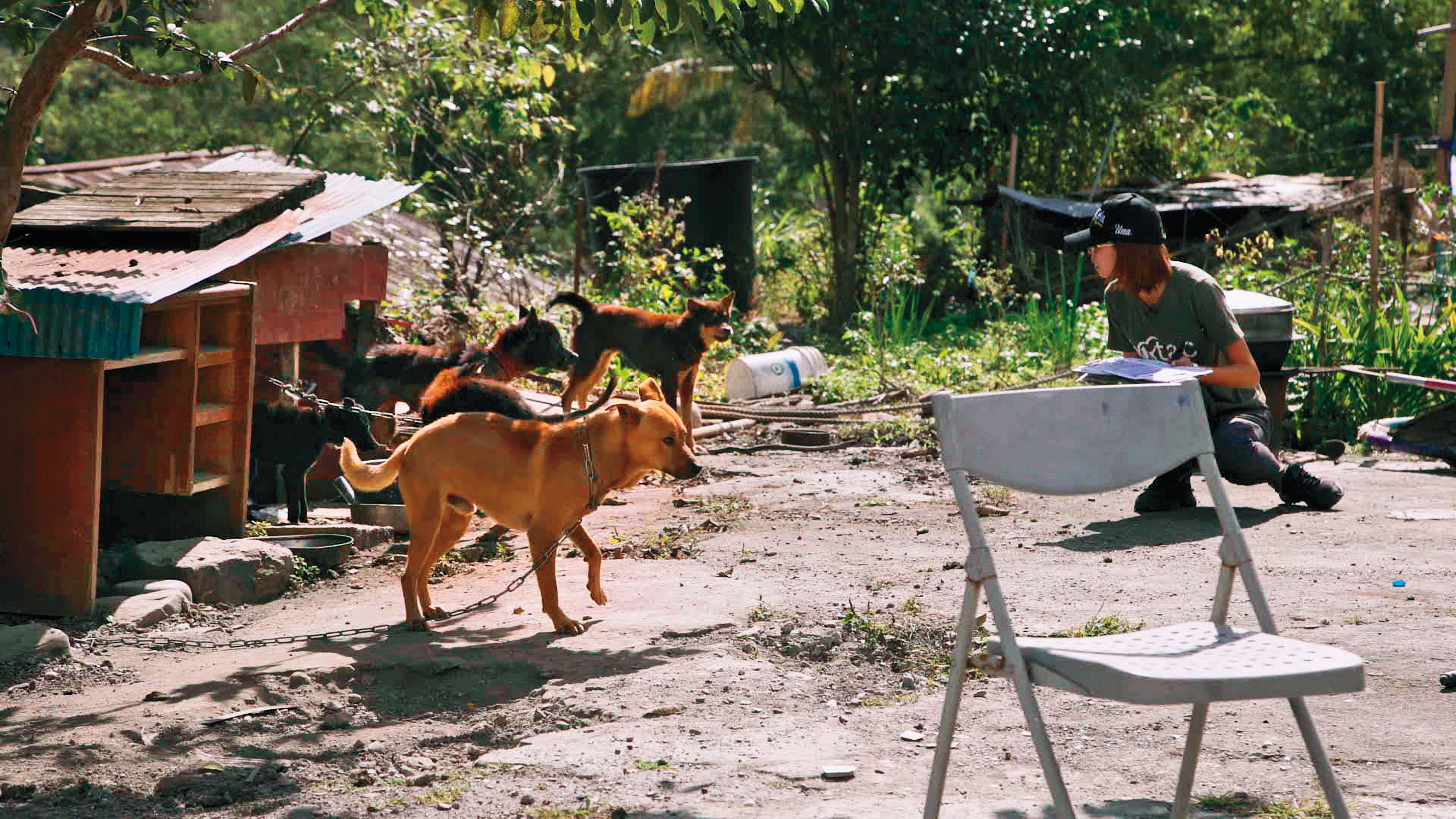 紀錄片《十二夜2 ：回到第零天》從源頭探索流浪動物的問題和解決方案。（牽猴子整合行銷提供）
