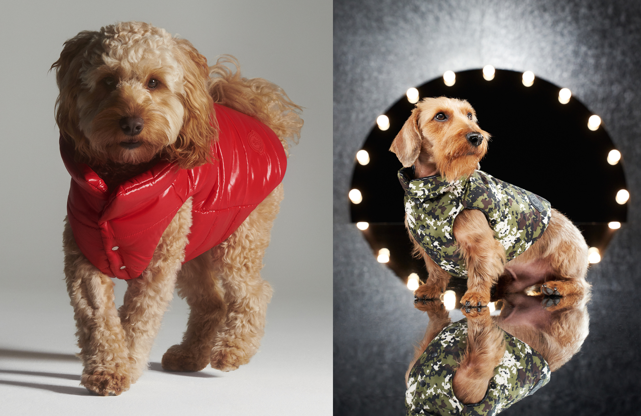 盟可睞的Genius（天才計劃）推出愛寵系列，針對毛小孩提供完整的禦寒裝備。（盟可睞提供）