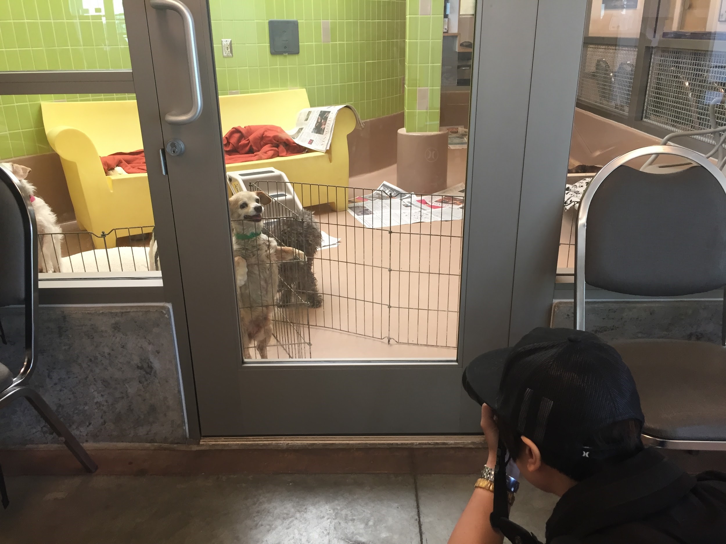 《第十二夜2：回到第零天》赴美國拍攝當地動物收容中心的現況。（Raye提供）