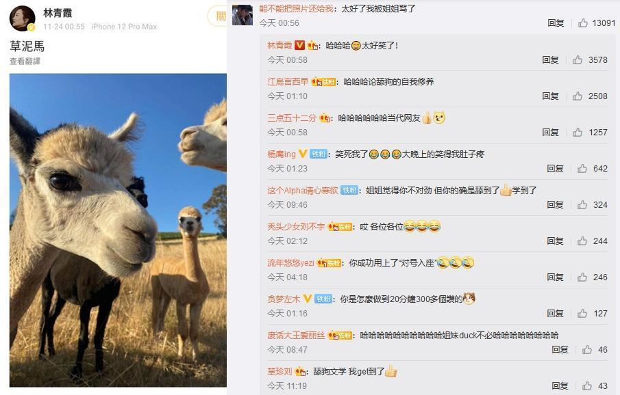 林青霞貼出羊駝照片,還配文「草泥馬」,被網友笑稱在罵人。(翻攝自林青霞微博)
