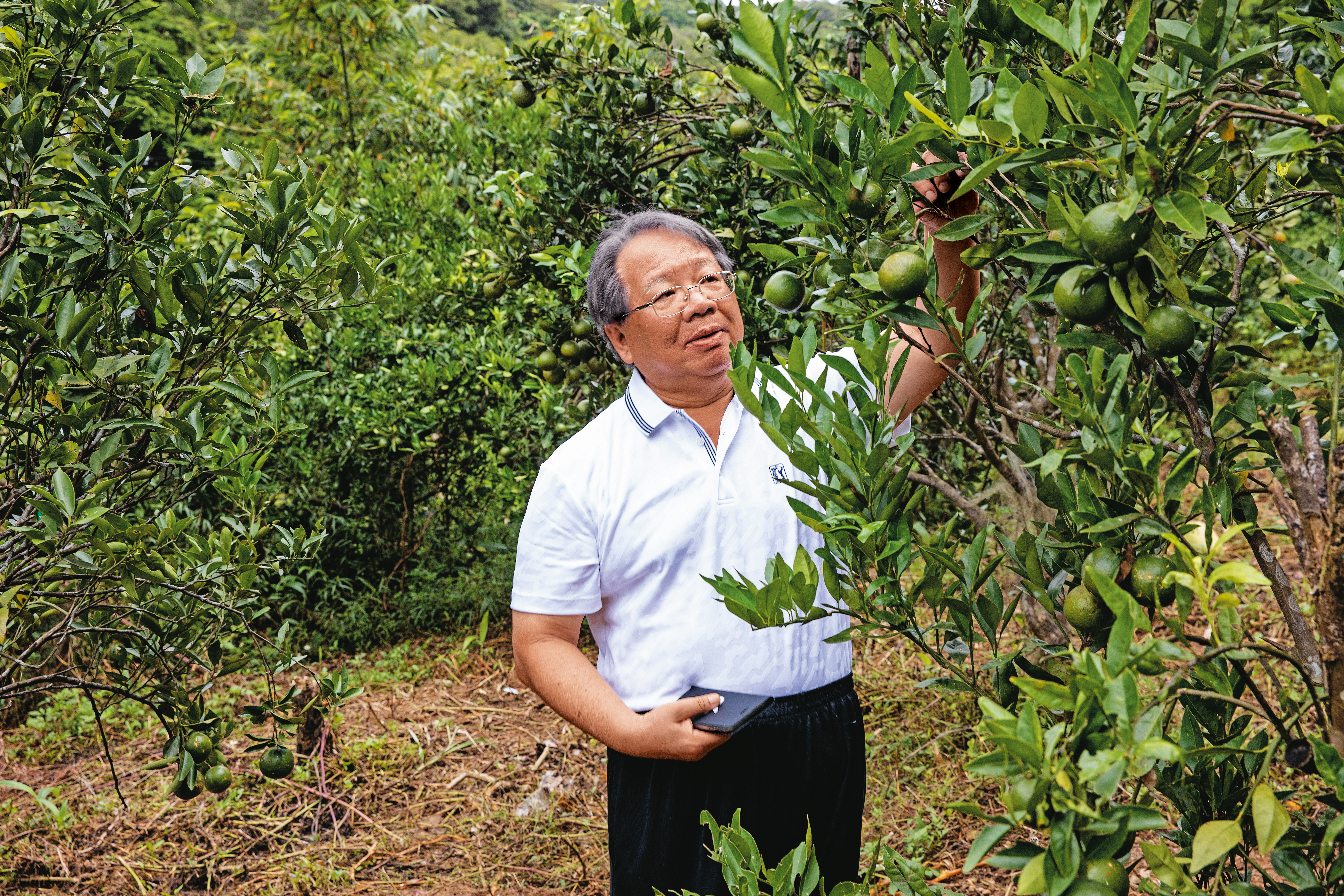 闊別台北江湖，張榮豐近日回到老家，家門口的陡坡旁是一片橘園，他自初中就在住家附近的橘園打工、幫人挑橘子，貼補家用。