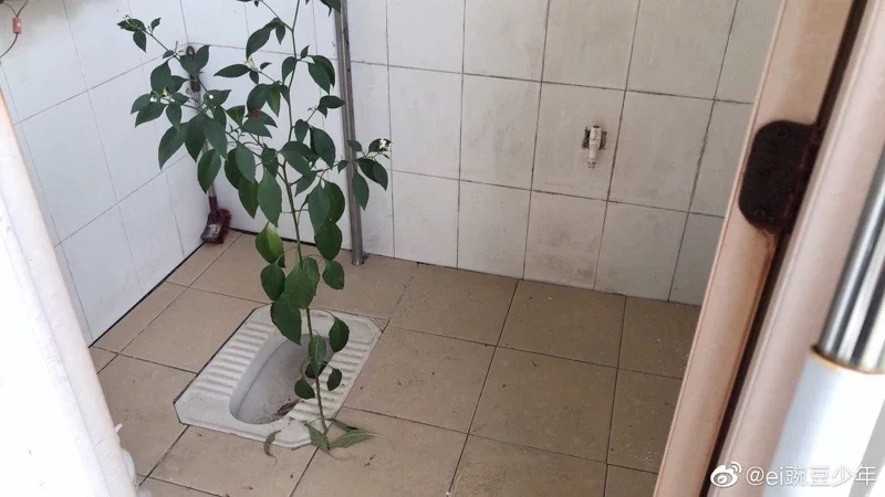 從男舍馬桶內長出的辣椒樹，學生描述長得比蹲下的人高。（翻攝微博／ei豌豆少年）