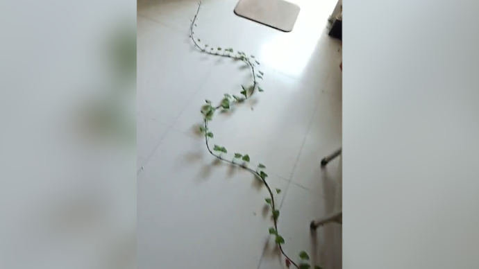 被遺忘在宿舍紙箱內的番薯,為了求生,努力長出藤蔓向陽台爬。(翻攝微博)