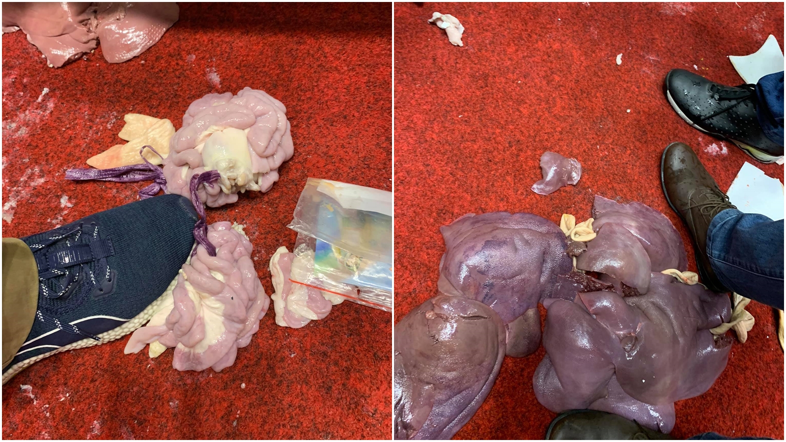 范雲稱被「濕濕的東西攻擊」，並無奈貼出滿地的豬內臟。（翻攝自范雲臉書）