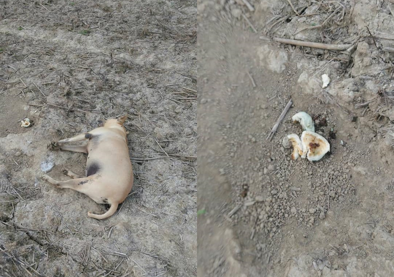 狗狗暴斃現場遺留肉包,鄭姓動保人士懷疑狗兒是遭人毒死。(翻攝自鄭姓動保人士臉書)