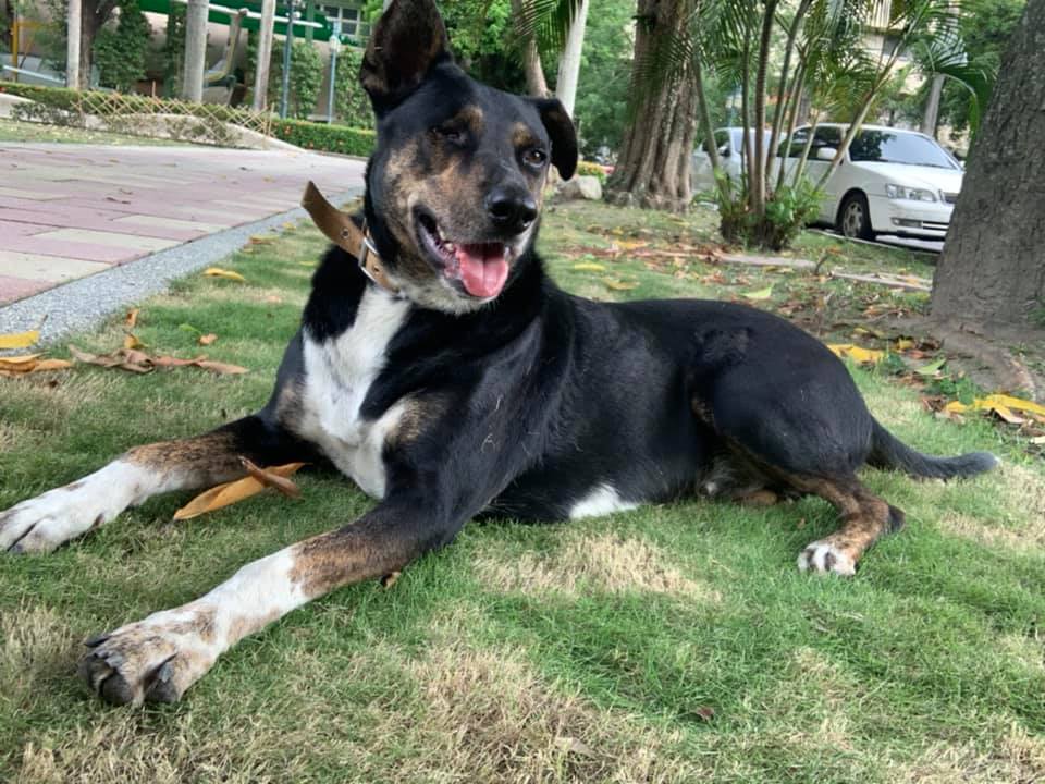 虎尾科大校狗「阿奇」日前傳出要被送走，引發學生反彈。（翻攝自虎科SoDog志工隊粉專臉書）