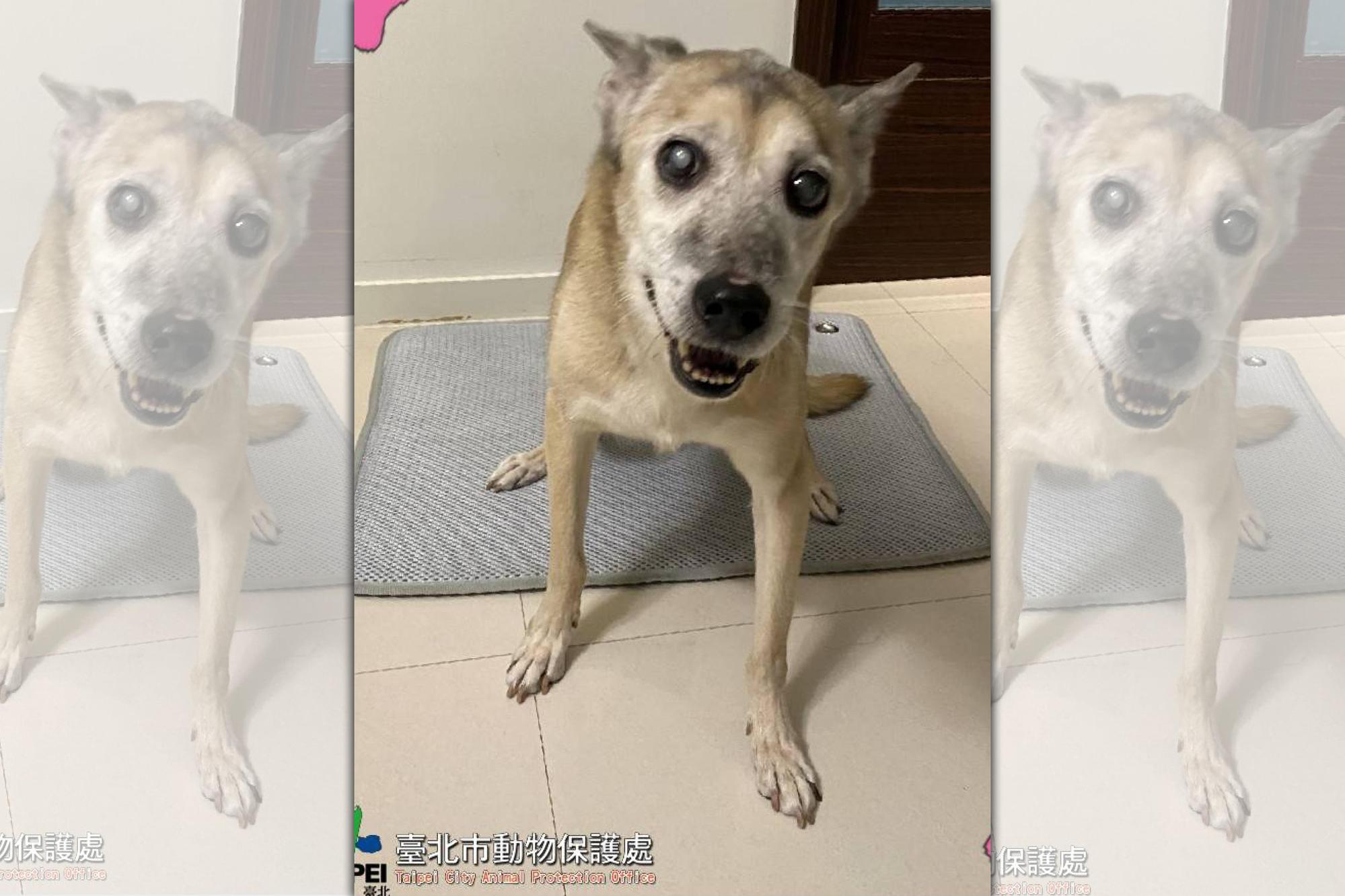 近日臺北市動物之家在粉絲專頁PO出遭遺棄的米克斯送養文,該狗狗遭主人遺棄原因曝光網炸鍋。(翻攝自臺北市動物之家臉書)