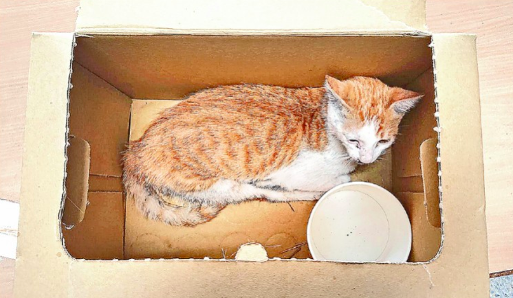 邱男外出救援浪貓，疑因路況不熟以及車速過快導致車禍身亡，令家屬悲痛萬分。（翻攝畫面）