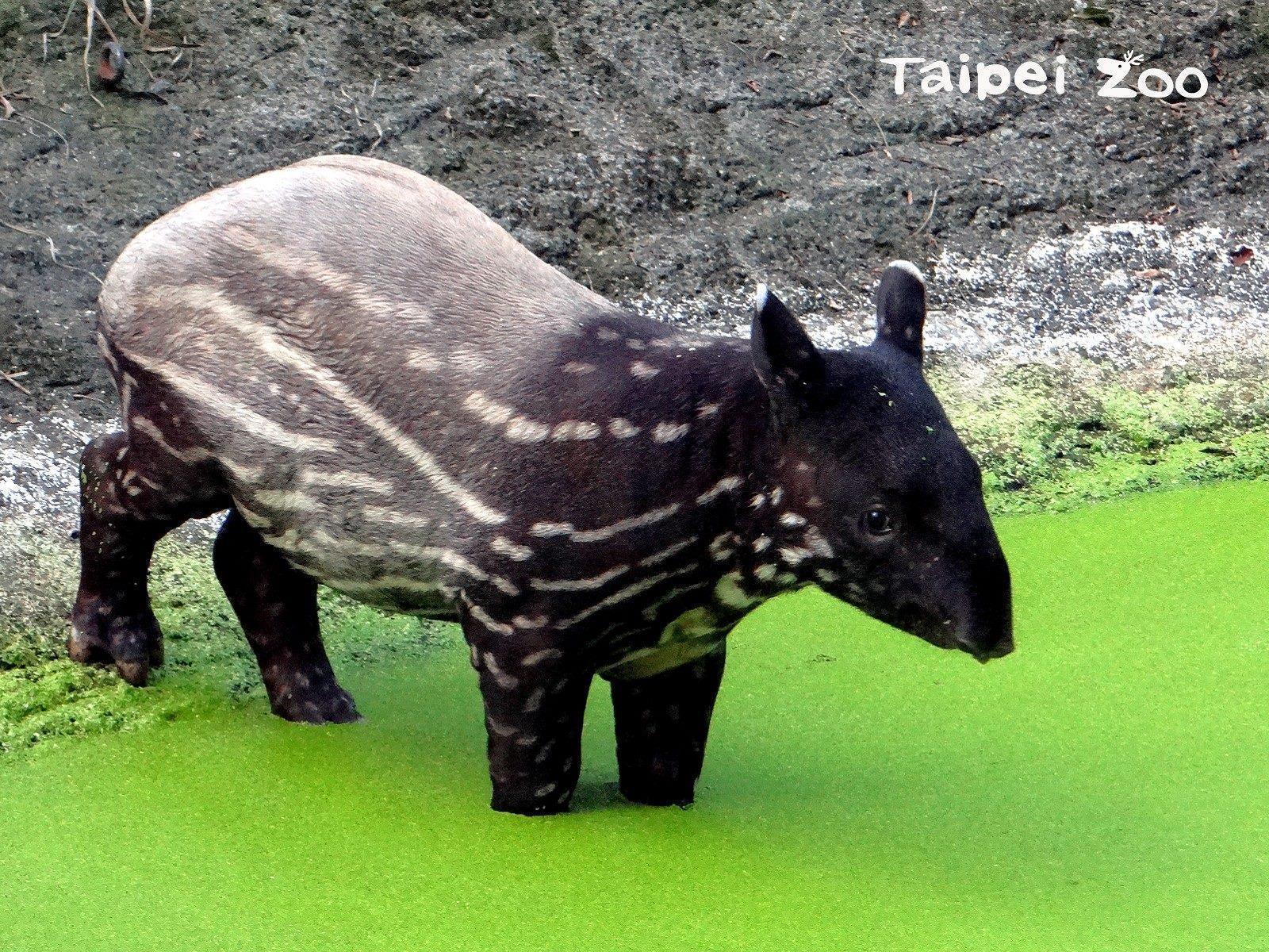 馬來貘寶寶「貘豆」逐漸退下原本的花紋毛色。(翻攝台北市立動物園官網)