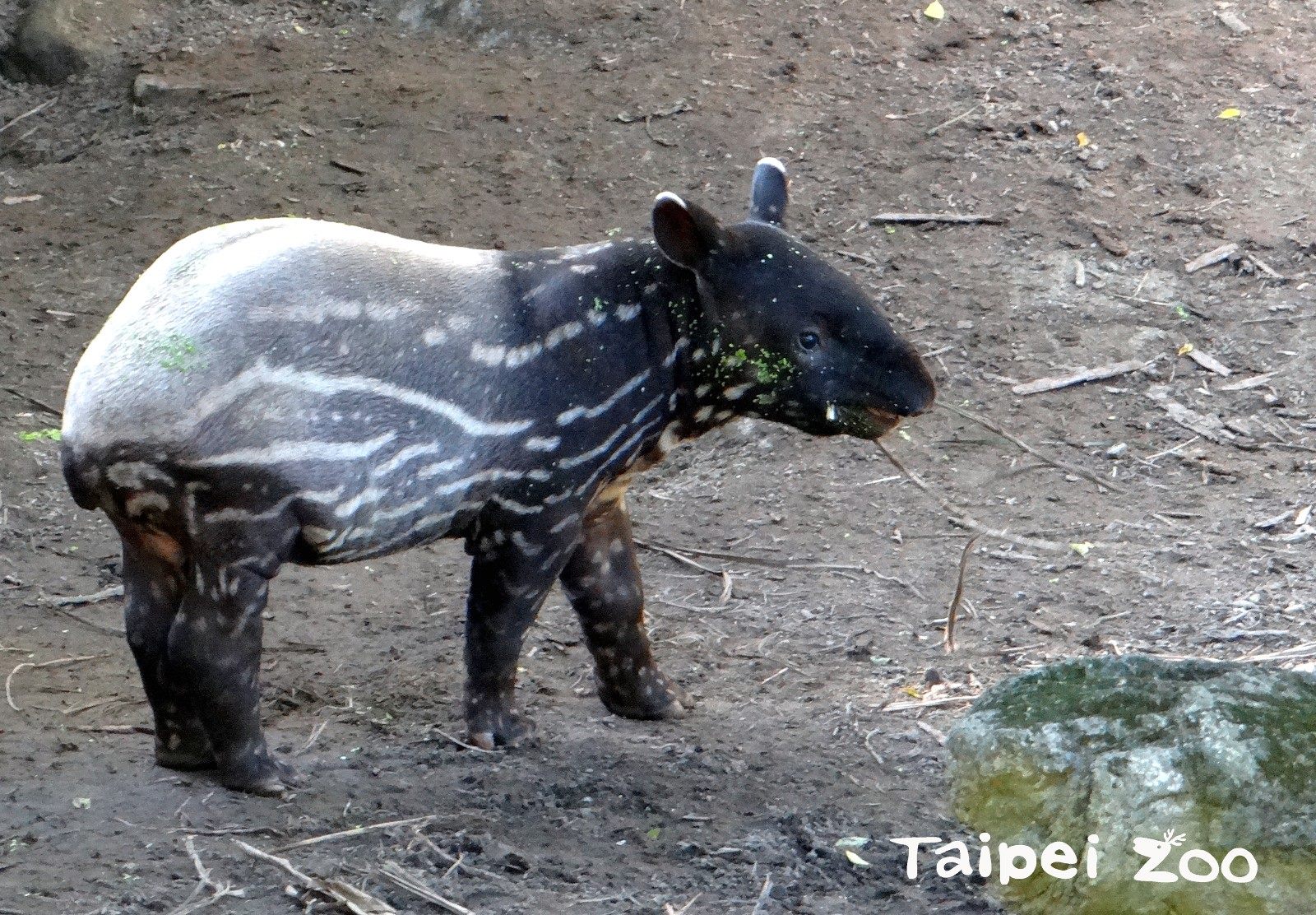 貘豆已滿3個月大，已逐漸變為成年毛色。（翻攝台北市立動物園官網）