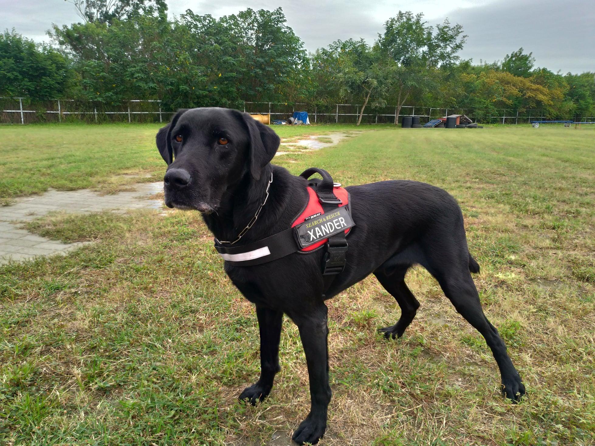 台東縣消防局搜救犬「山大(Xander)」因將滿8歲,已不堪負荷搜救犬的高強度訓練,目前正尋找有緣人士領養照顧。(翻攝自臺東犬壘打-臺東縣消防局搜救犬臉書)