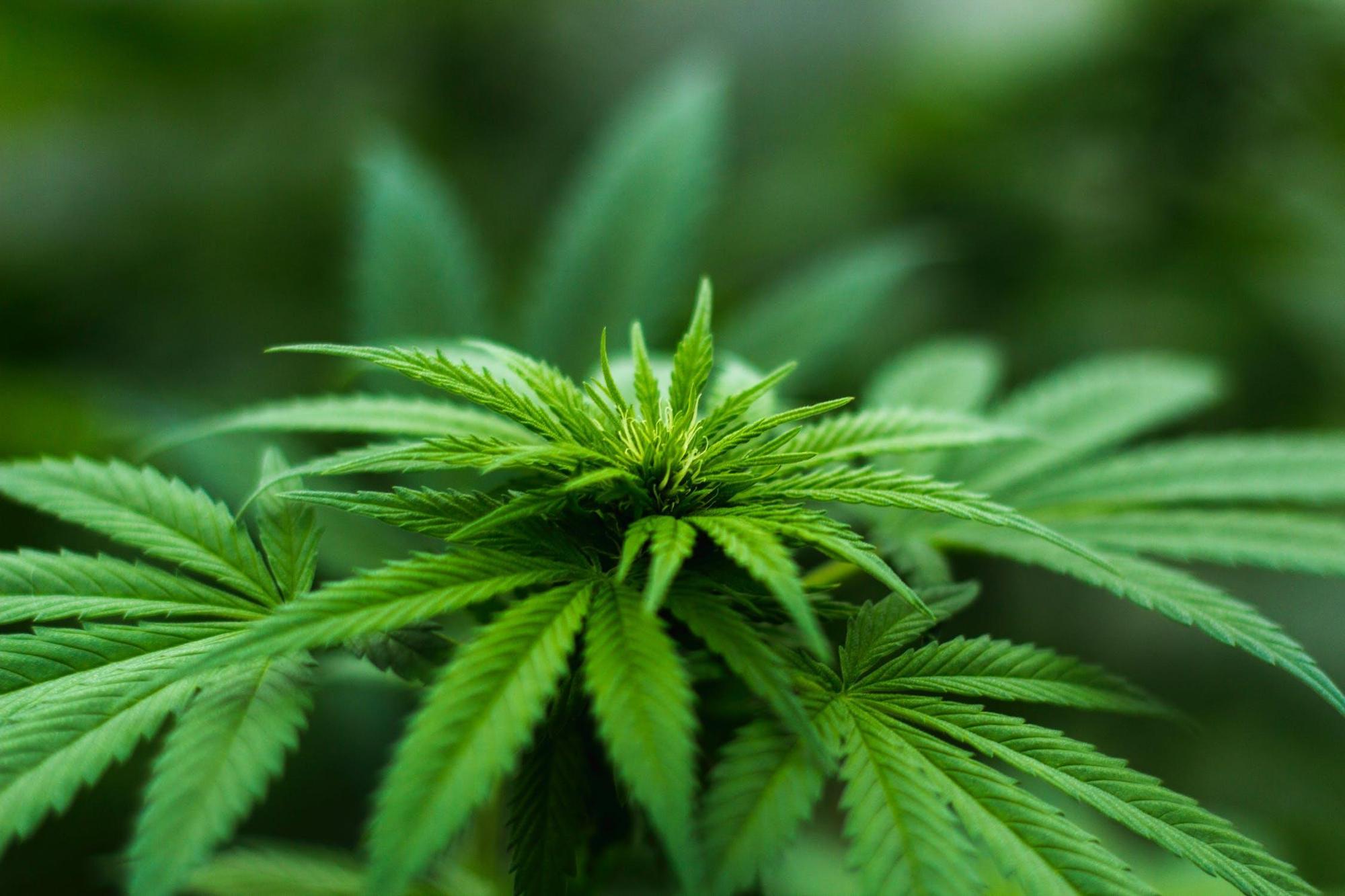 聯合國2日表決將大麻及大麻相關物質從全球最危險藥物名單中移除。(示意圖,翻攝Pexels)