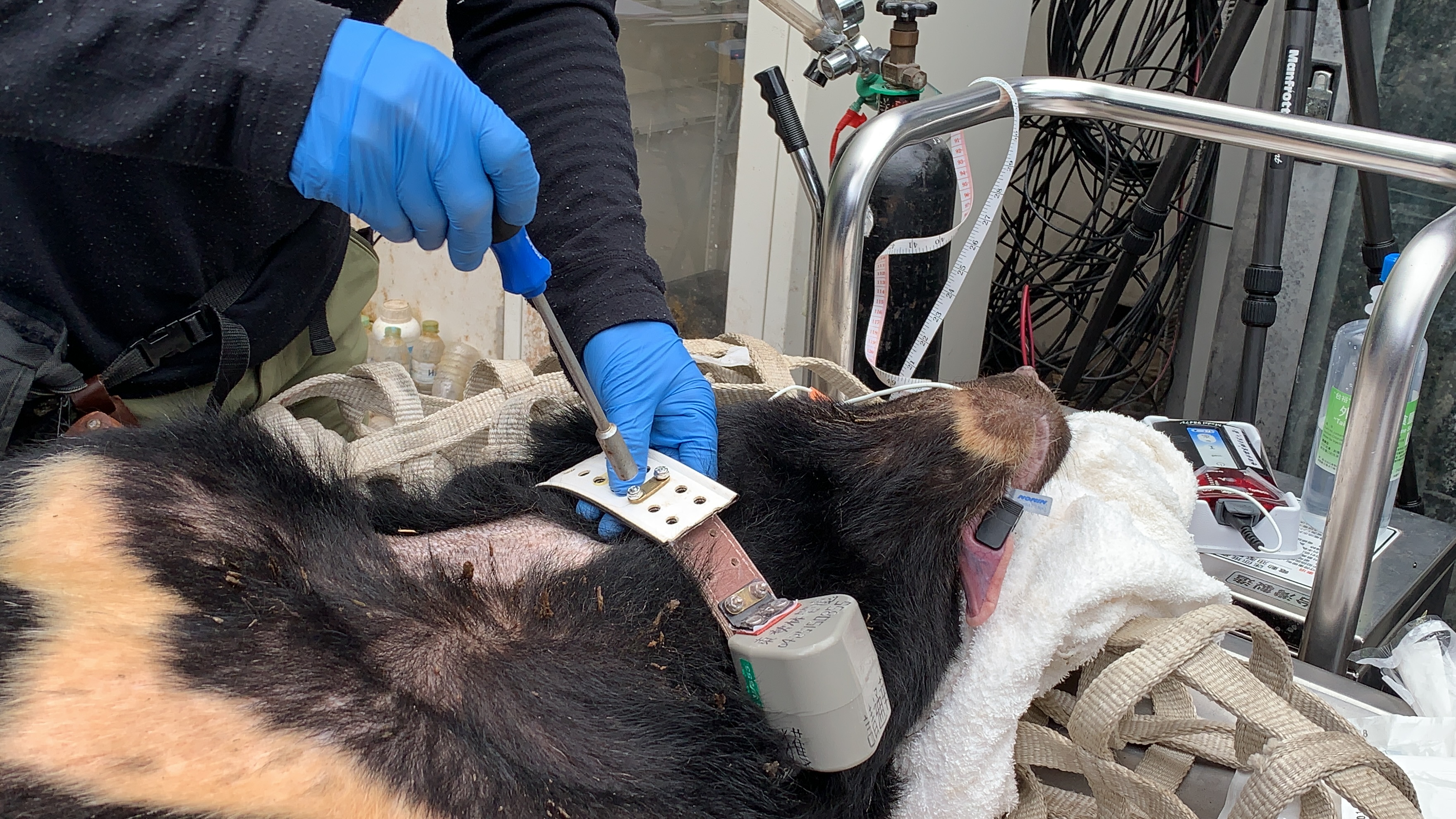 小7生前因多次闖入農舍翻找食物爆紅，但也因此受了很多傷。（翻攝自東勢林管處臉書）