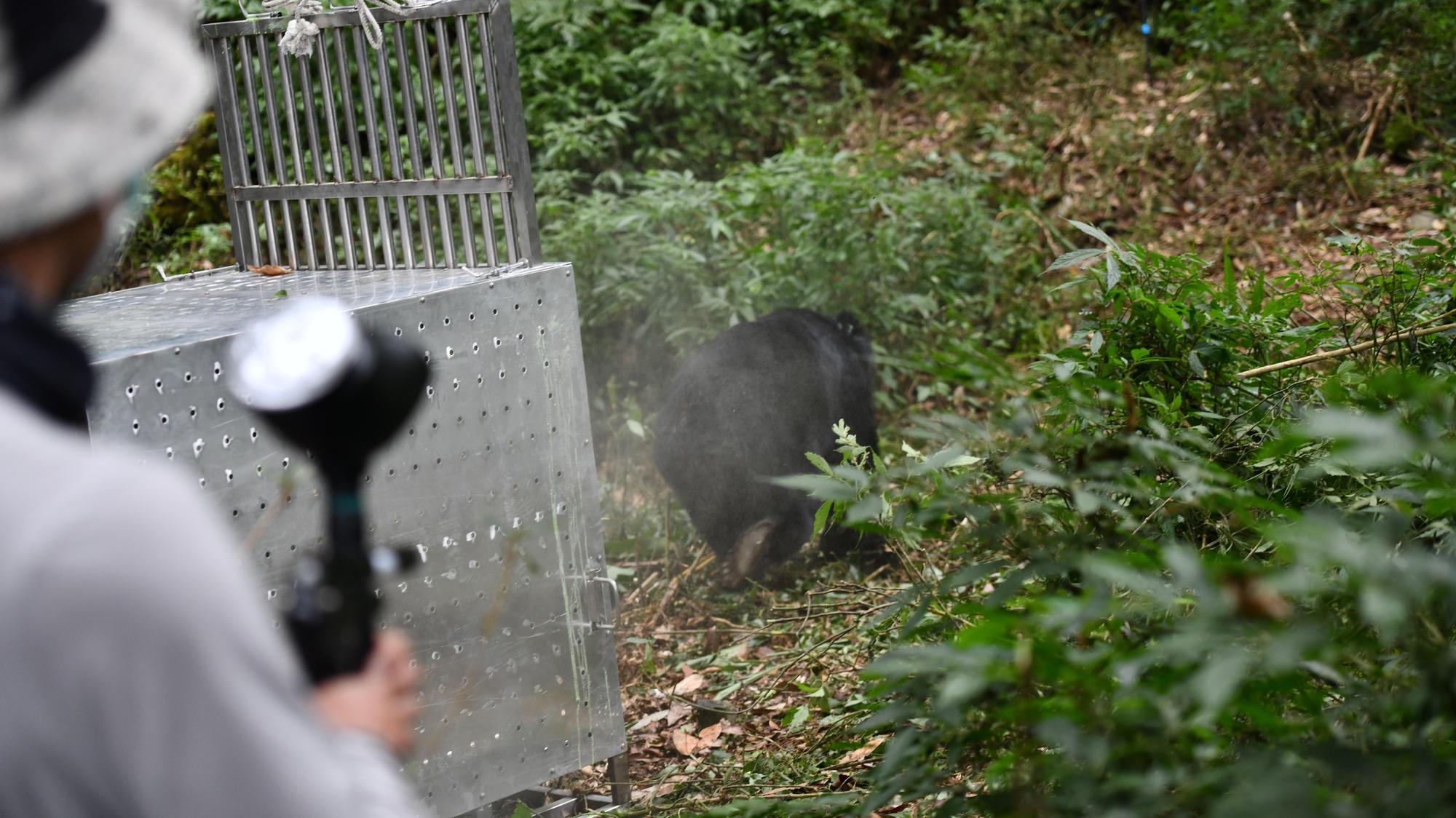 東勢林管處以高分貝聲音及無殺傷力之漆彈進行負面制約，希望讓小7知道未來要盡量遠離人群。（翻攝自東勢林管處官網）