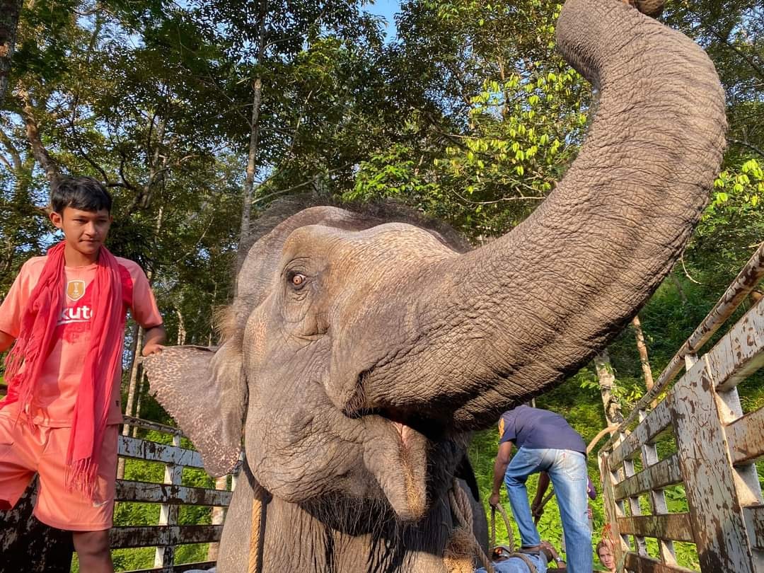 泰國母象「紅花」今將前往大象自然公園展開新生活。（翻攝Elephant Nature Park臉書）