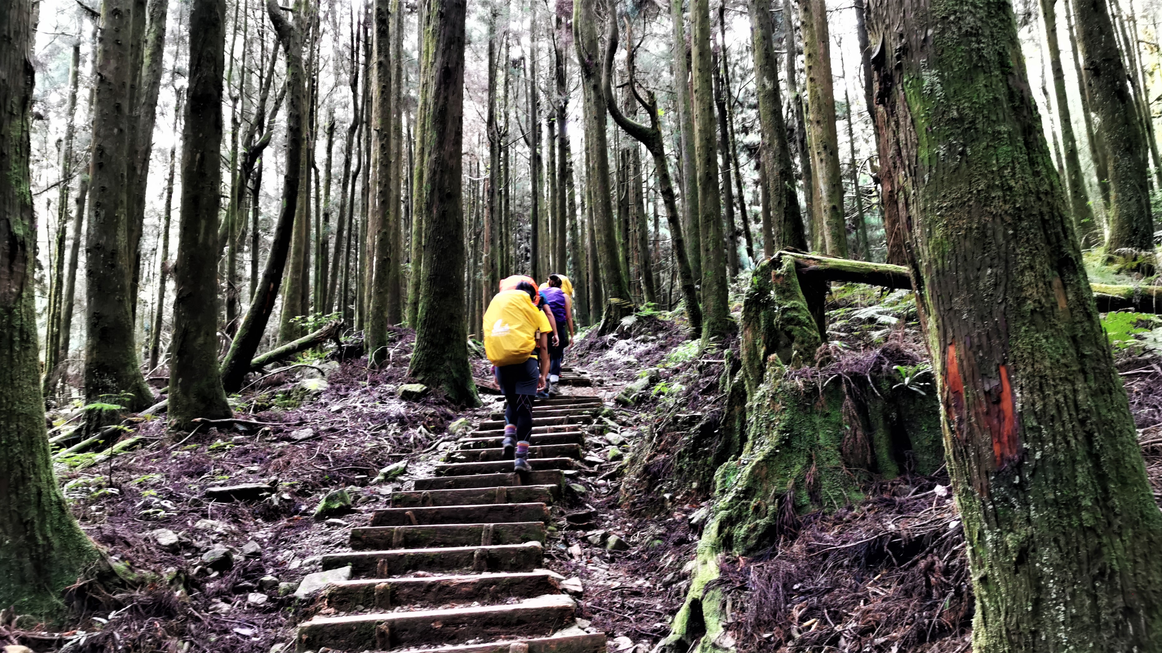 進入山林之後,還是有些腳力訓練。(野樵國際旅行社提供)