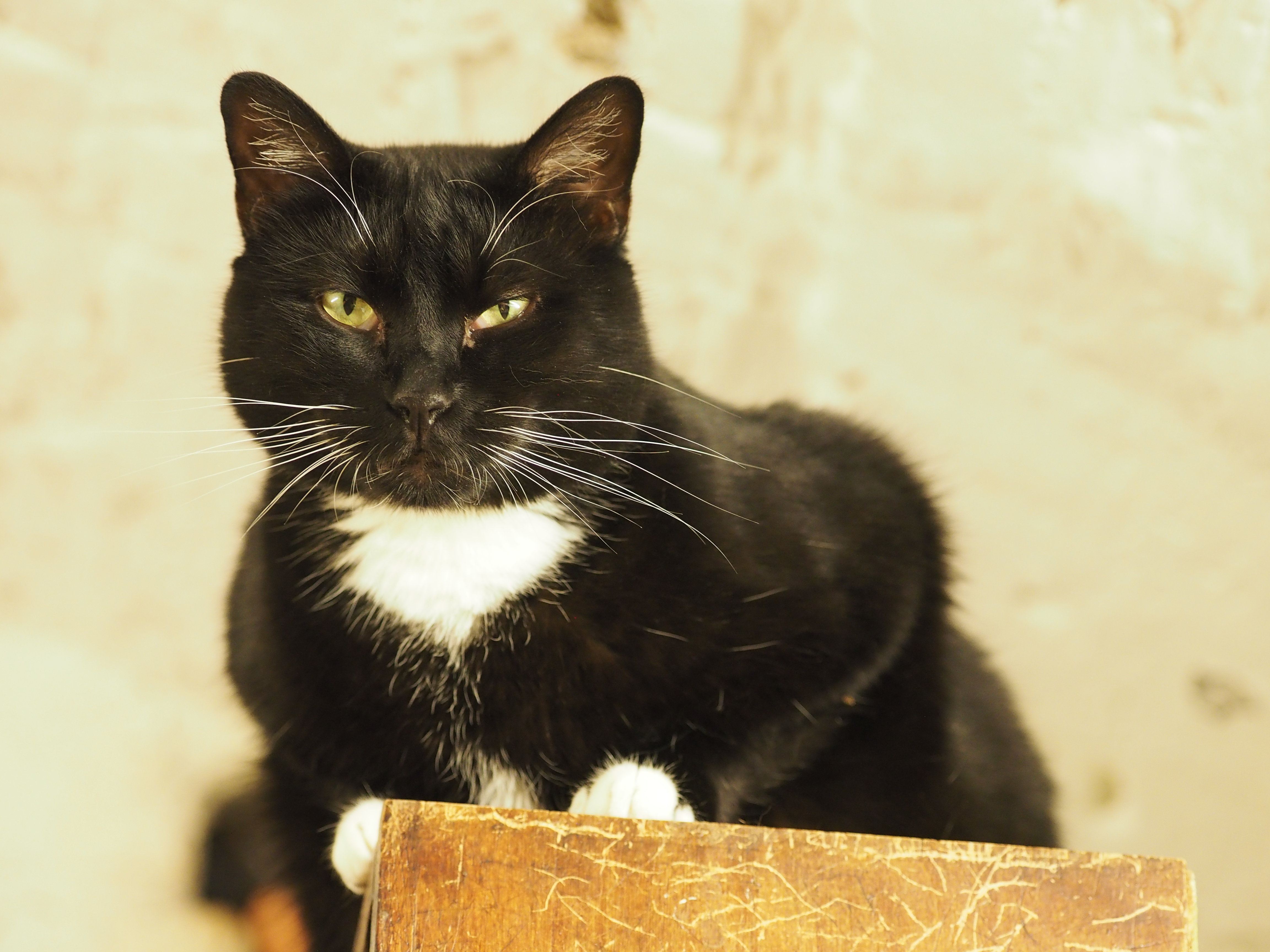 俄羅斯聖彼得堡冬宮博物館也有提供貓咪認養，飼主可憑證終身免費參觀冬宮。（翻攝冬宮貓網站）