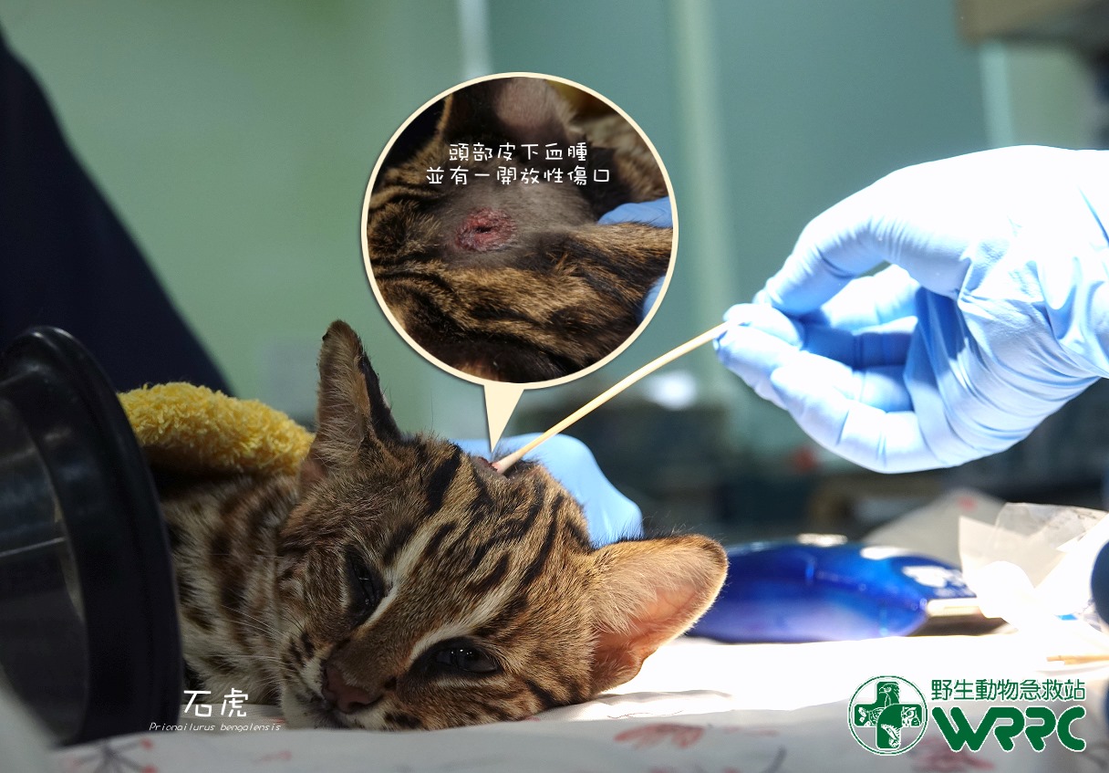 野生動物急救站指出，小石虎目前仍在加護病房療養。（翻攝自野生動物急救站臉書）