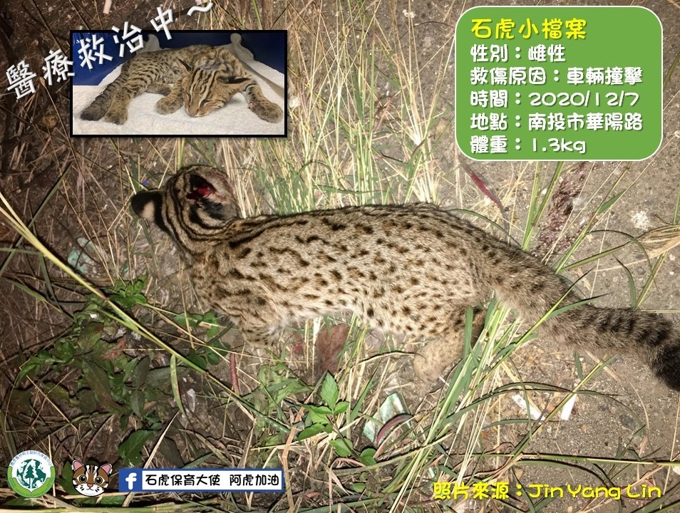 特生中心石虎研究團隊將受傷小石虎交由野生動物急救站照護。（翻攝自石虎保育大使 阿虎加油臉書）