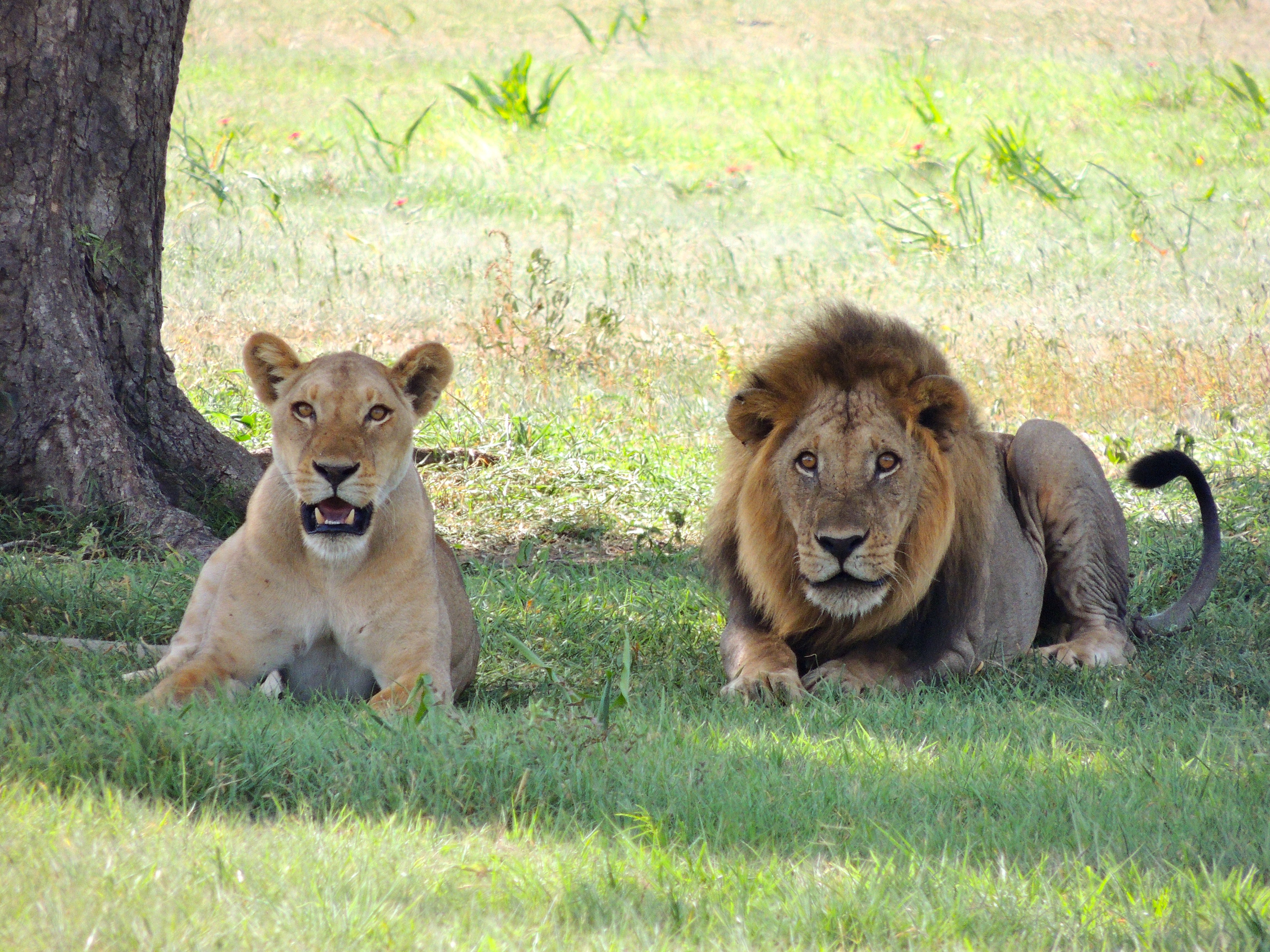 西班牙巴塞隆納動物園的獅子確診武漢肺炎，是全球已知第二起大型貓科動物染疫案例。示意圖，圖非當事獅子。（翻攝自pexels）