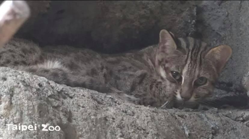 台北市立動物園失蹤17天的3歲石虎「飛飛」，今日終於被園內的誘捕籠捕獲尋回。（台北市立動物園提供）