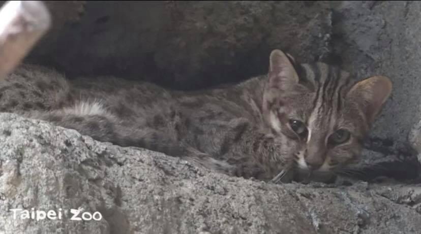 台北市立動物園失蹤17天的3歲石虎「飛飛」,今日終於被園內的誘捕籠捕獲尋回。(台北市立動物園提供)