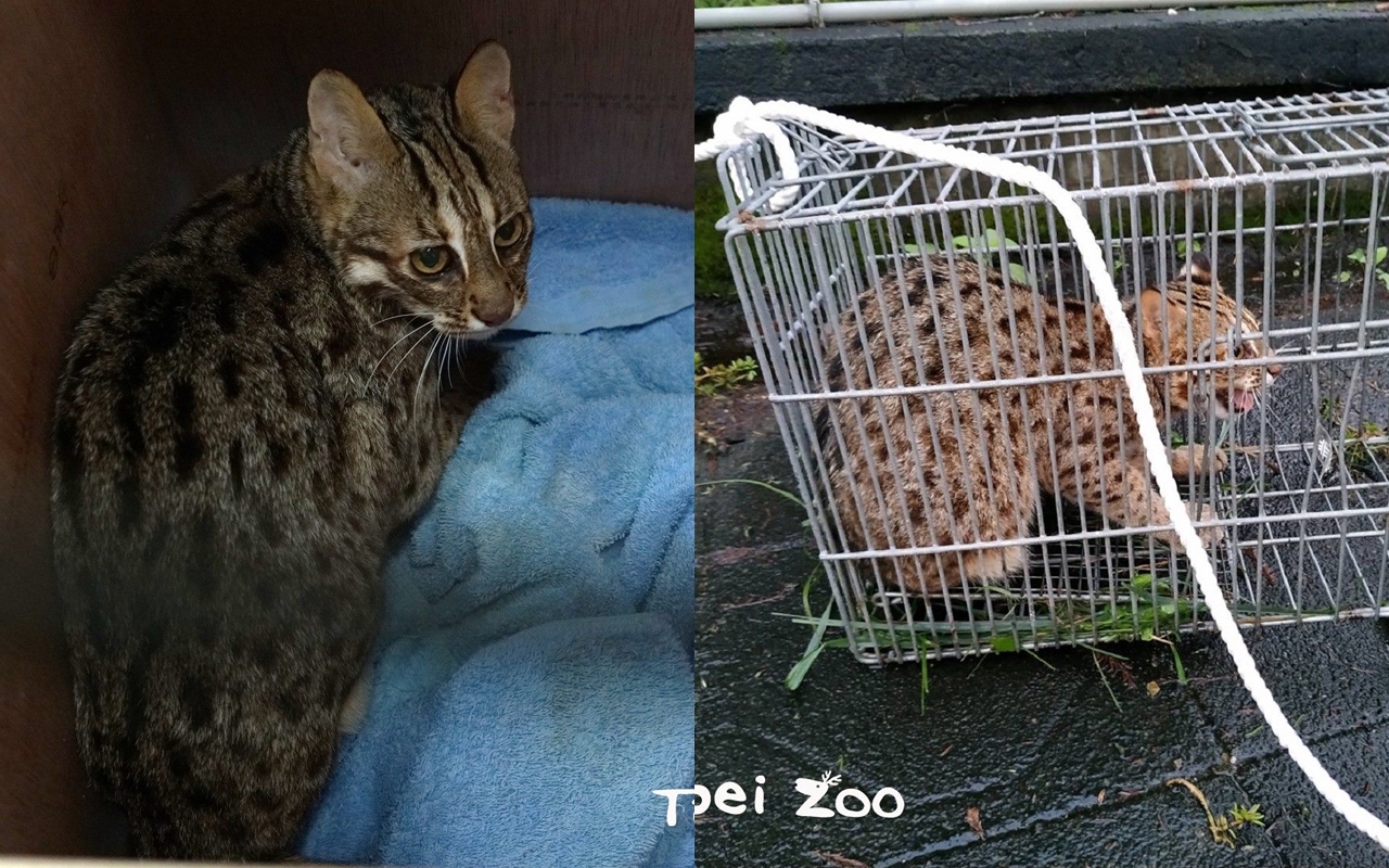 台北市立動物園的石虎飛飛，11月22日逃脫，昨日在園區內尋獲，正在檢疫救傷中心療養中。（翻攝自台北市立動物園官網）