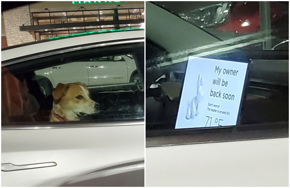 一隻狗狗獨坐在特斯拉Model 3內，享受「狗狗模式」。（翻攝自Miranda Edwards臉書）