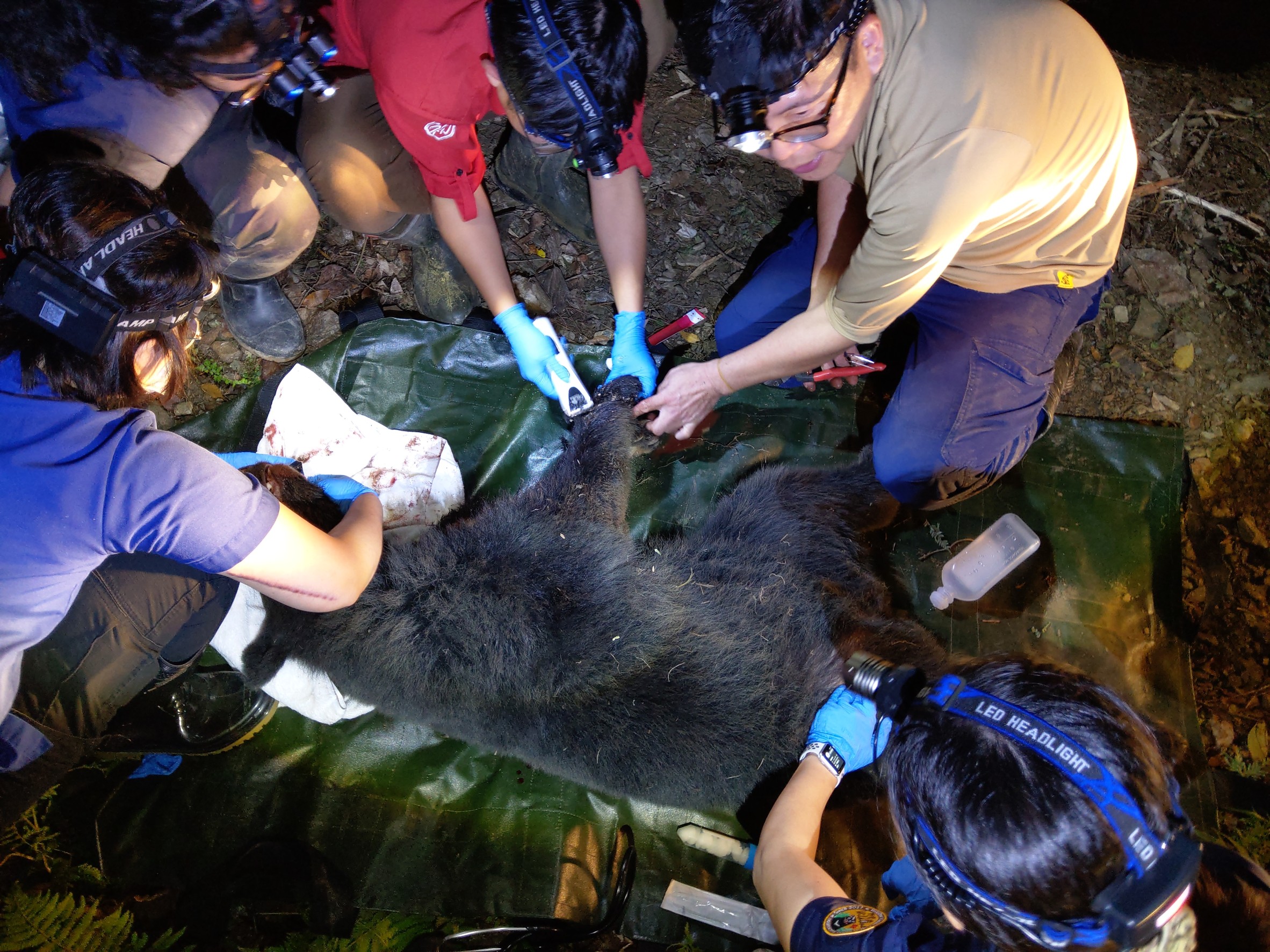 台東一隻台灣黑熊誤入防止山豬的套索陷阱。（翻攝自台東林管處官網）