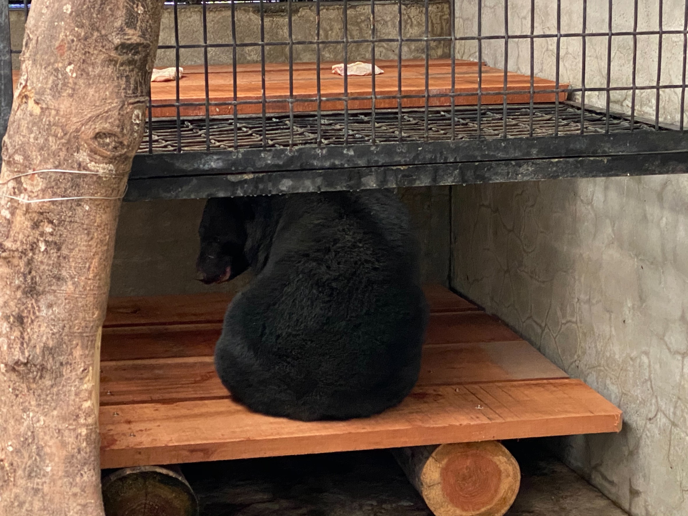 受困的台灣黑熊為年輕母熊個體，目前在屏科大保育類野生動物收容中心治療及短時間照養，待其完全復原後再野放至適合之棲地。（翻攝自台東林管處官網）